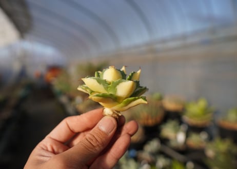 agave 王妃雷神黄中斑 NO.3
