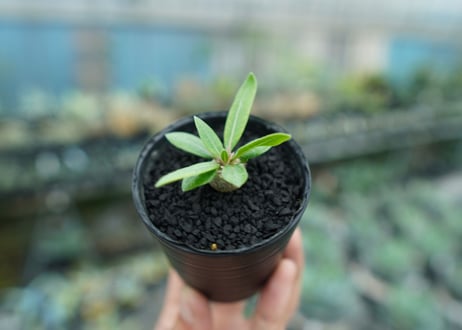 パキポディウム　恵比寿笑い　Pachypodium brevicaule　No.2
