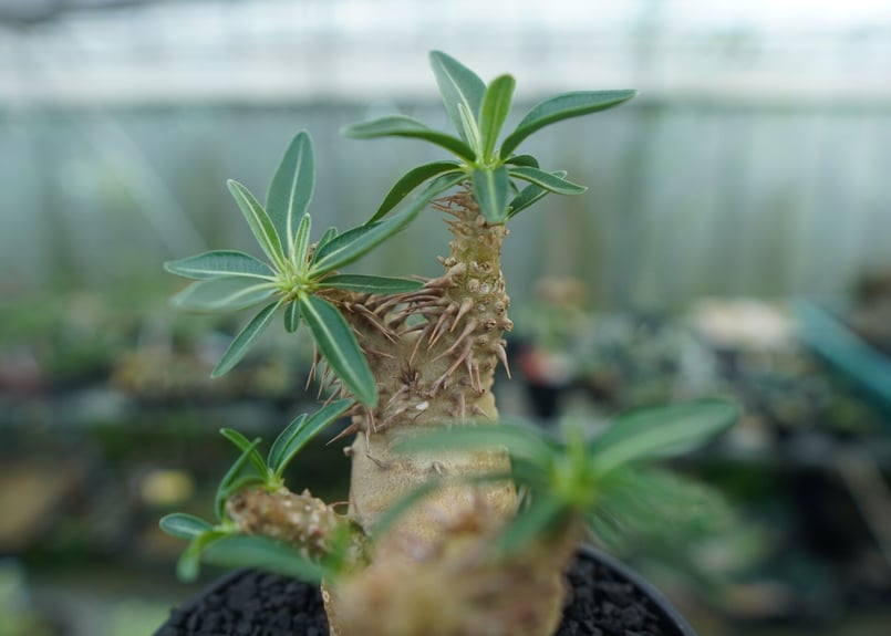 パキポディウム デンシフローラム Pachypodium densiflorum No.2 |