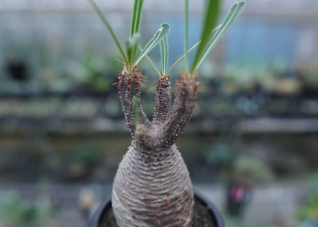 【発根管理中】パキポディウム　グラキリス　 Pachypodium Gracilius  No.5