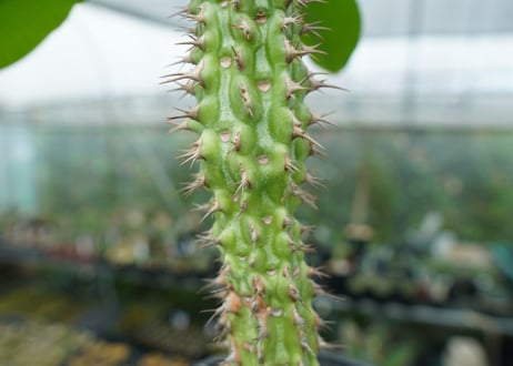 ユーフォルビア　ピグエリー　Euphorbia viguieri