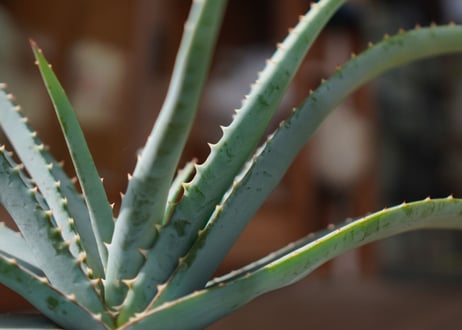 アロエ スプラフォリアータ Aloe suprafoliata
