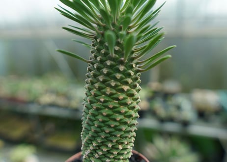 ユーフォルビア　ソテツキリン "パイナップルコーン"　Euphorbia sotetsukirin  No.1