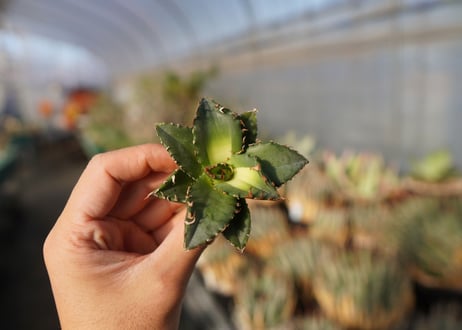 agave titanota ソーラーエクリプス　 NO.1