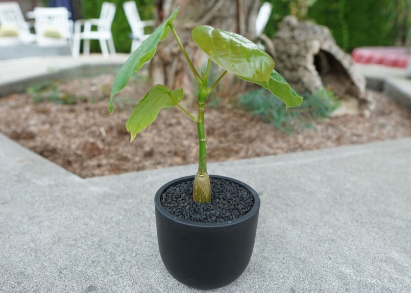 沖縄実生株】プセウド ボンバックス Pseudo bombax | mana's farm