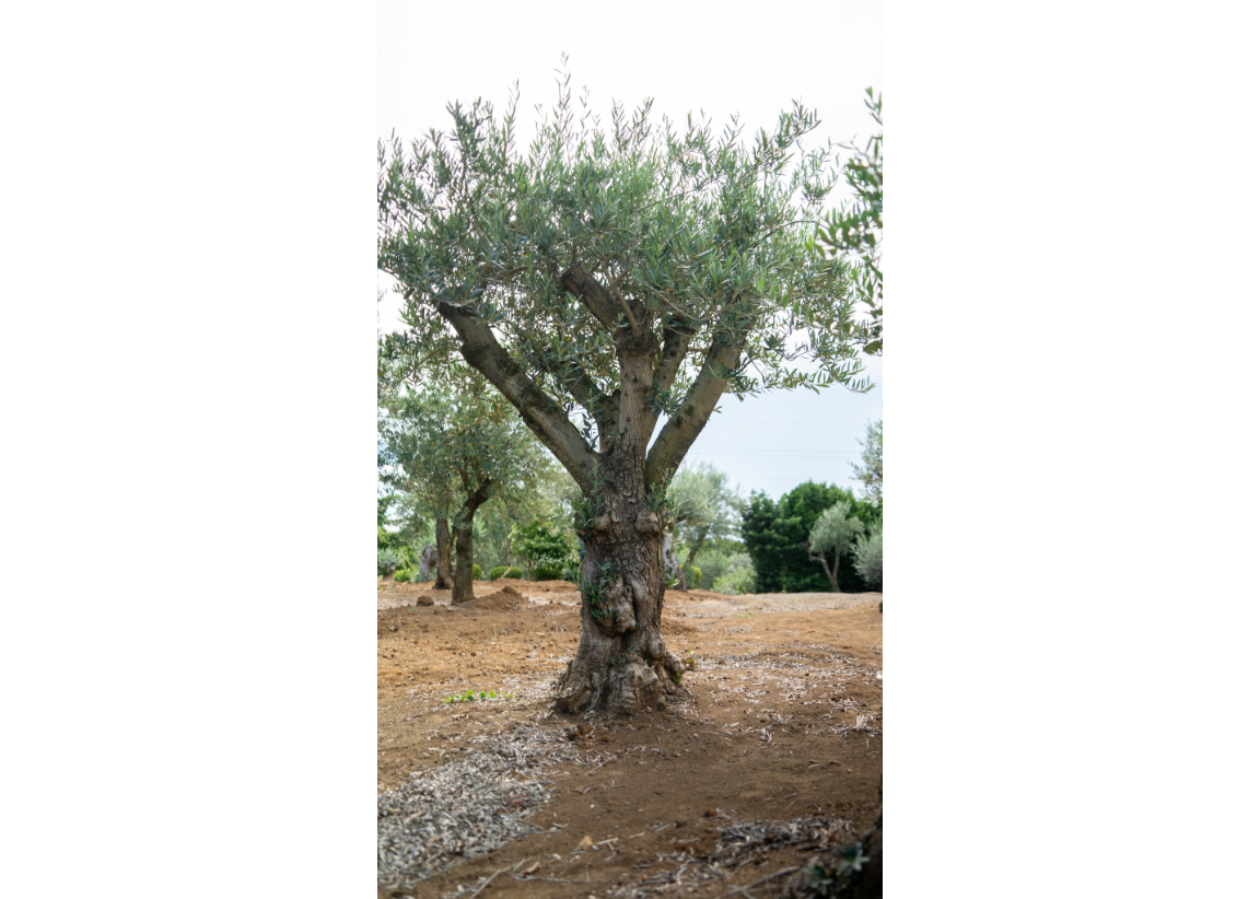 オリーブ 希少種 シルベストリス 太木 古木 オリーブ 希少種 シルベストリス 太木 古木 小葉オリーブ シルベスト