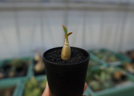 アデニウム　Adenium  No.2