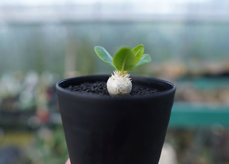 パキポディウム　恵比寿笑い　Pachypodium brevicaule　No.3