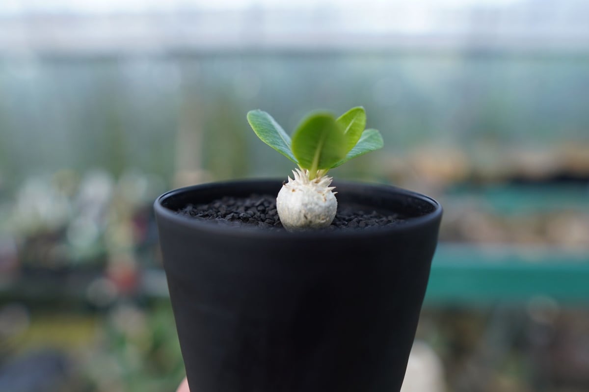 パキポディウム 恵比寿笑い Pachypodium brevicaule No.3 | man