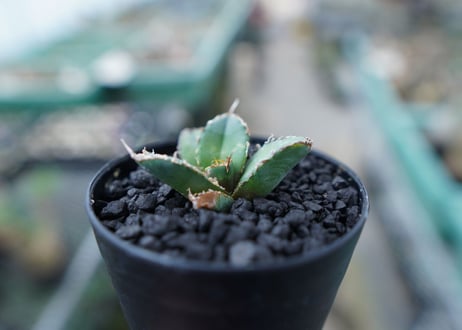 アガベ　チタノタ　FO-76　Agave titanota  FO-76　No.15