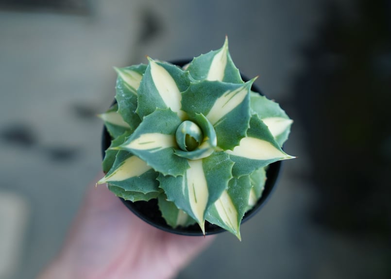 アガベ 王妃雷神錦 黄中斑 Agave “Ohi Raijin Nishiki Kinakah