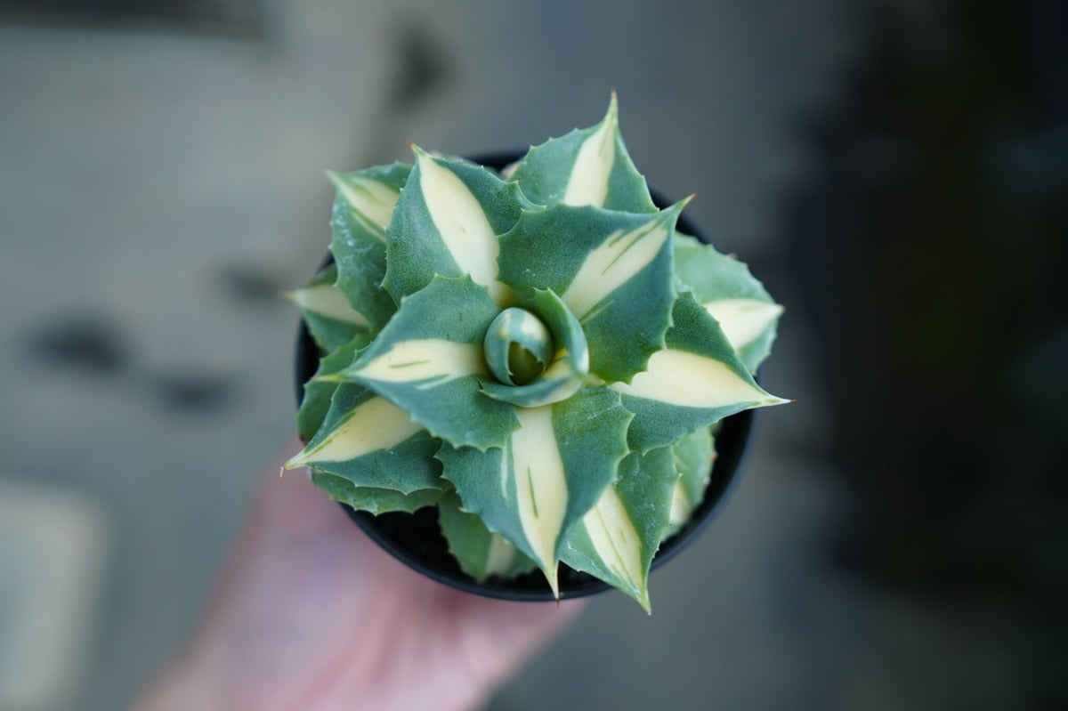 アガベ 王妃雷神錦 黄中斑 Agave “Ohi Raijin Nishiki Kinakah