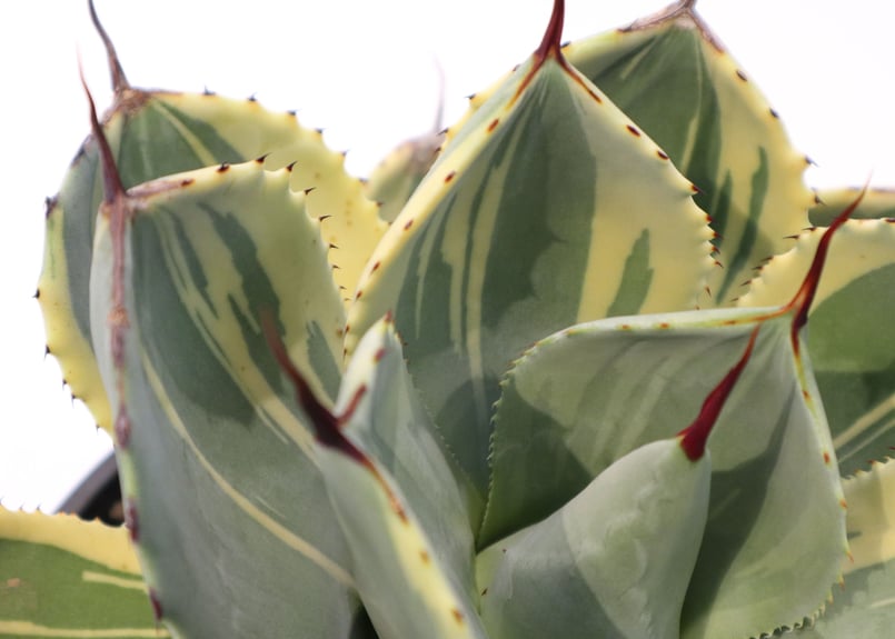 アガベ ライムストリーク no.2 | mana's farm:塊根植物・アガベ