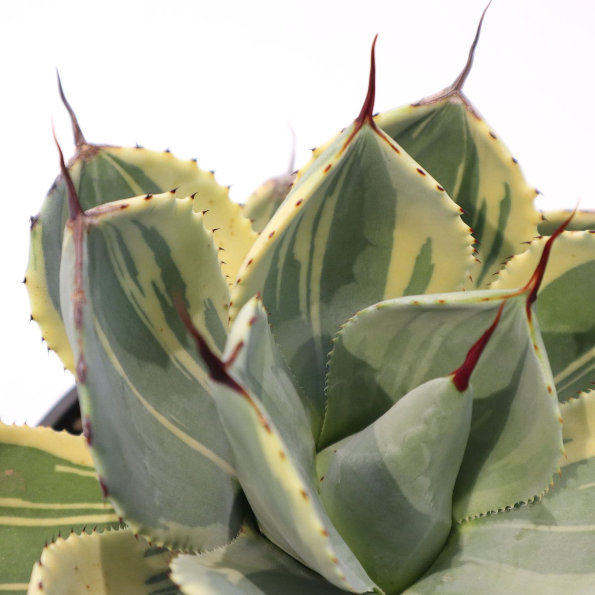 アガベ ライムストリーク no.2 | mana's farm:塊根植物・アガベ