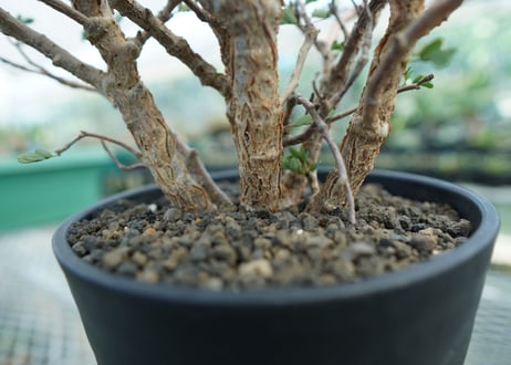 センナ　メリディオナリス　Senna meridionalis