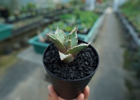 アガベ　チタノタ　FO-76　Agave titanota  FO-76　No.6