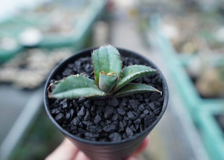 アガベ　チタノタ　 ブラックアンドブルー 　Agave titanota black and blue　No.13