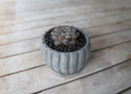 ハオルチア　ブラックオブツーサ　Haworthia obtusa Black