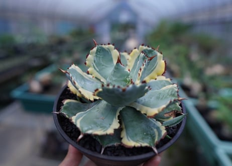 アガベ　兜蟹錦　連棘　Agave isthmensis “Kabutogani” variegata No.1