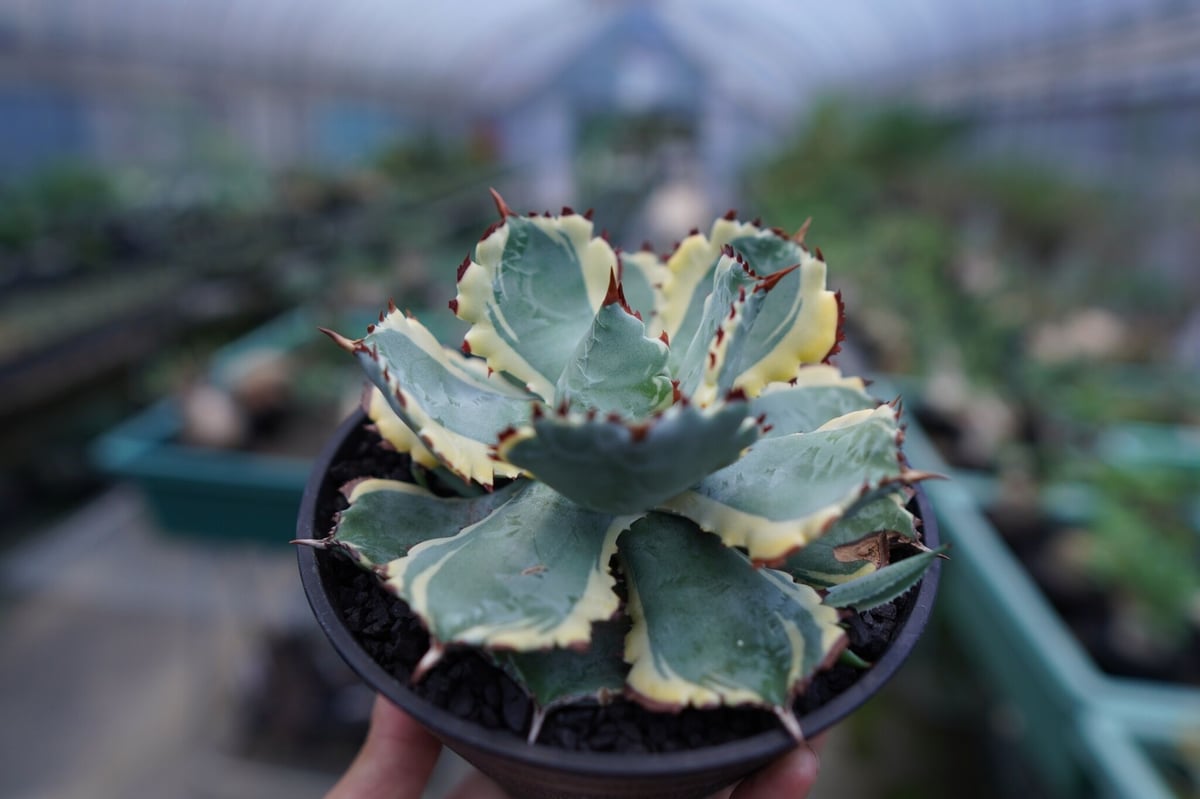 アガベ　サブシンプレックス錦　コンパクトなタイプ　連棘　曲棘 アガベ・サブシンプレックス錦ほか | ☆ガマンマの ニク・サボ栽培