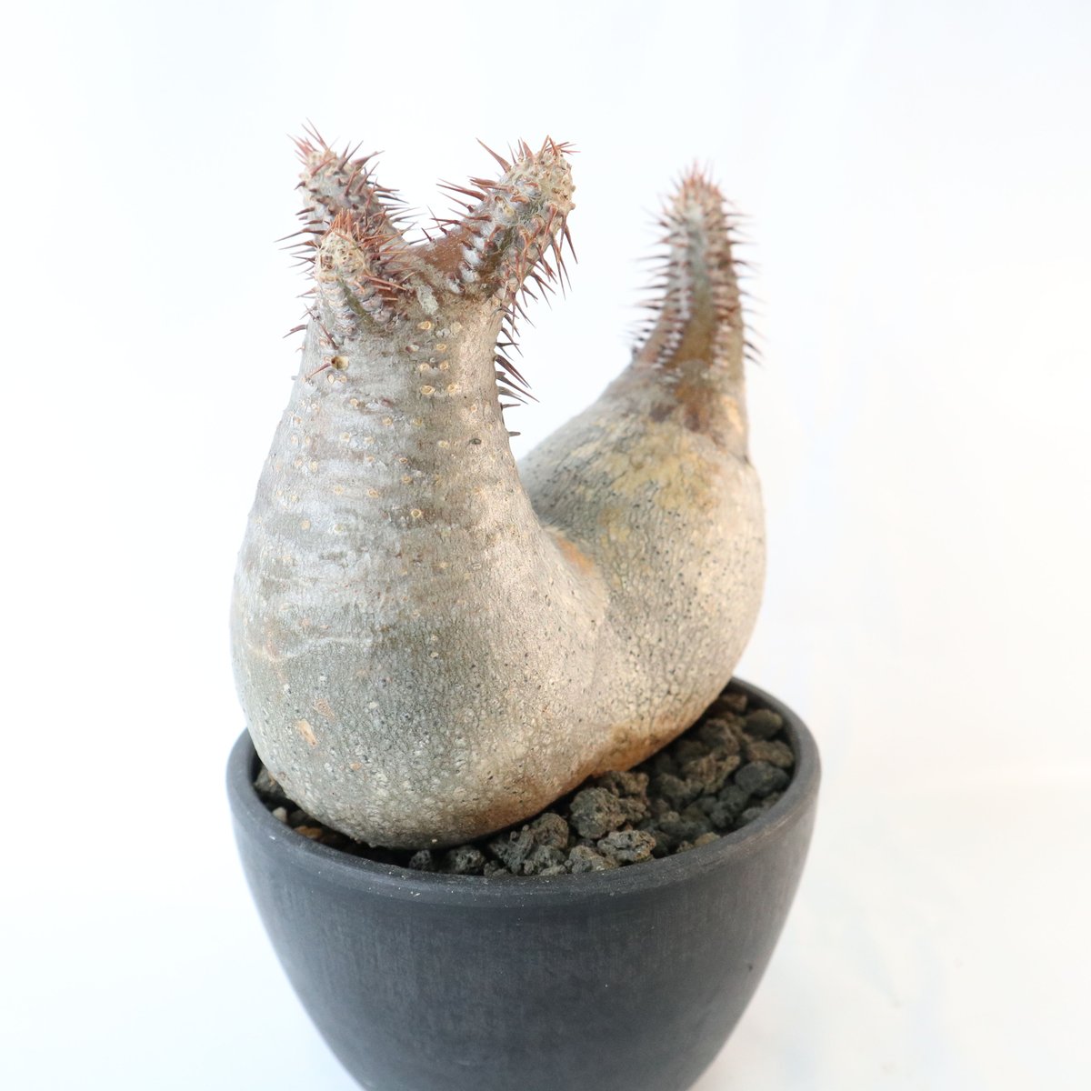 パキポディウム グラキリス 双頭株 №2 | mana 