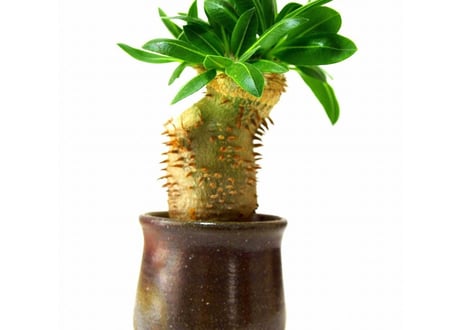 Pachypodium brevicaule 恵比寿笑い
