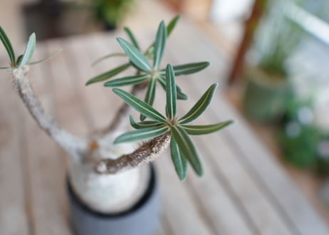 パキポディウム　グラキリス　 Pachypodium Gracilius