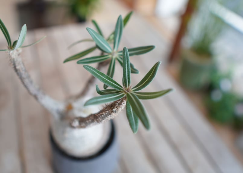 パキポディウム グラキリス Pachypodium Gracilius | mana's f