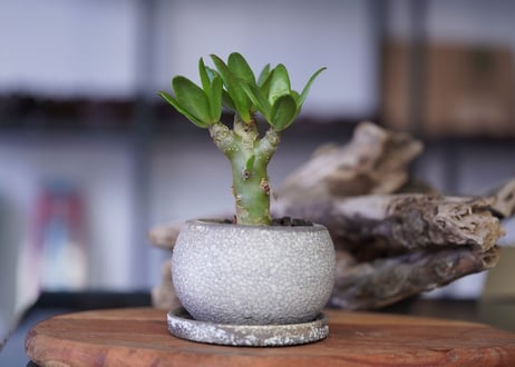 Tylecodon paniculatus