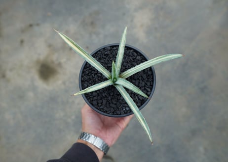 アガベ　マクロアカンサ錦　Agave macroacantha variegata