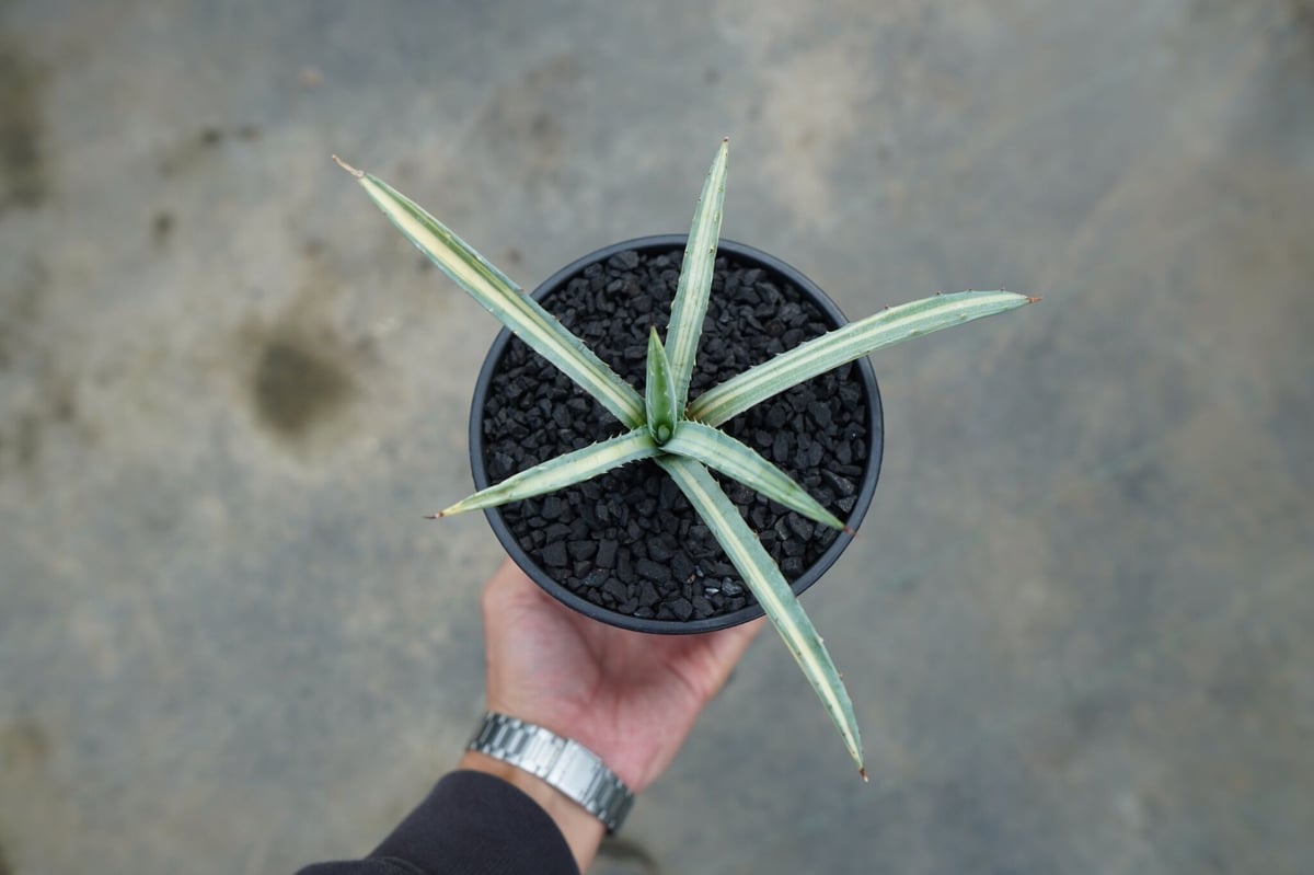 アガベ マクロアカンサ錦 Agave macroacantha variegata | man
