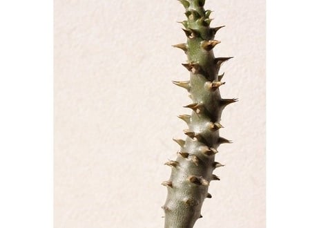 パキポディウム　バロニー　Pachypodium baronii  No.2