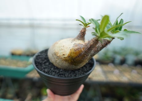 パキポディウム　グラキリス　 Pachypodium Gracilius  No.4
