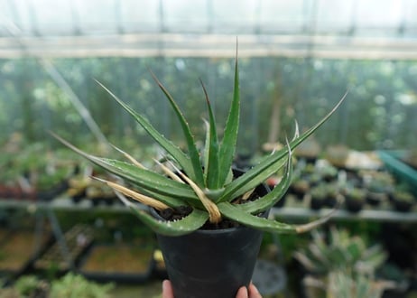 アガベ　ユタエンシス　Agave uthaensis　No.10