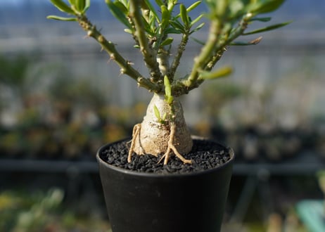 パキポディウム　ビスピノーサム　Pachypodium bispinosum No.1