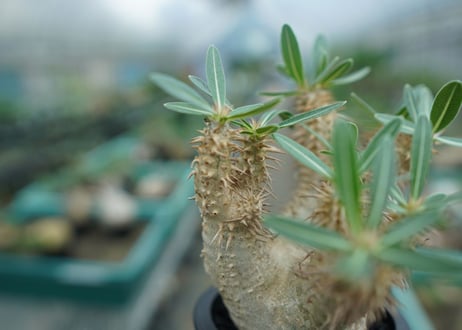 パキポディウム　デンシフローラム Pachypodium densiflorum   No.2