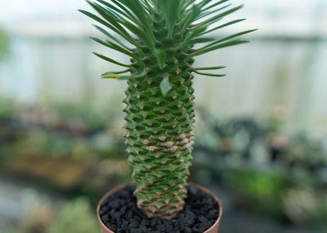 ユーフォルビア　ソテツキリン "パイナップルコーン"　Euphorbia sotetsukirin  No.7