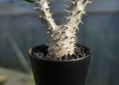 パキポディウム　伊藤ハイブリッド　Pachypodium 'Itoh Hybrid'  No.3
