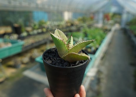 アガベ　チタノタ　FO-76　Agave titanota  FO-76　No.4