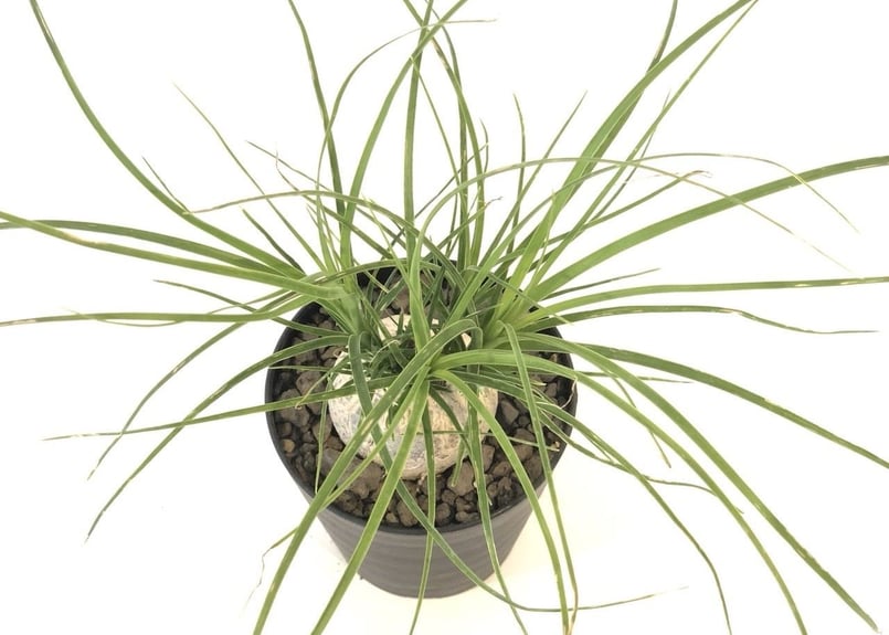 トックリラン ノリナ | mana's farm:塊根植物・アガベ・ドライガーデン