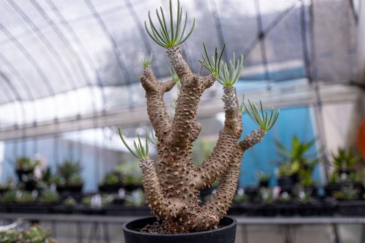 チレコドン ワリチー | mana's farm:塊根植物・アガベ・ドライガーデン