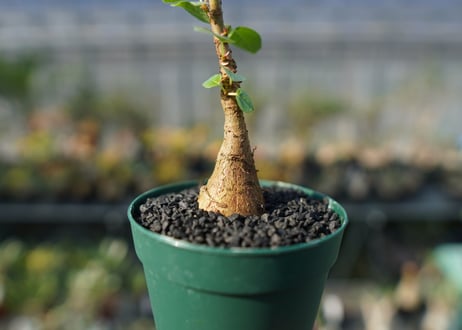 フィカス パルメリー Ficus palmeri