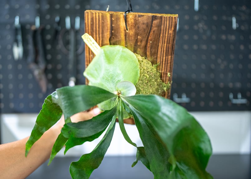 リドレイ 現地球 ewis NaturePlants板付き