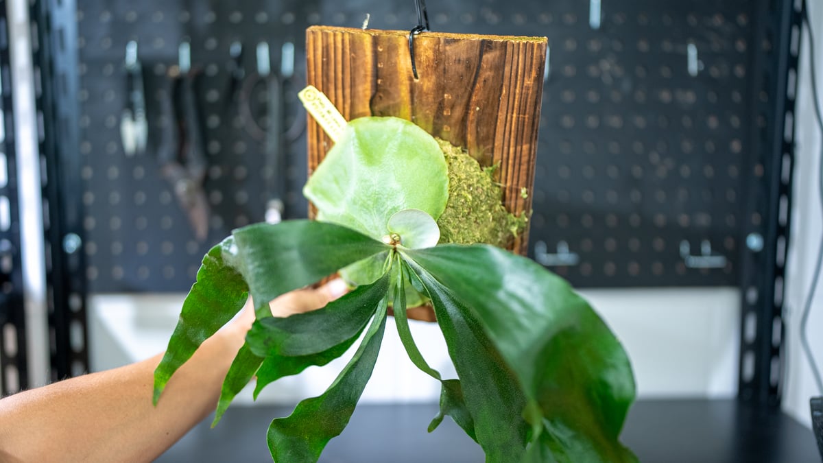 ビカクシダ　ヒリーcelebes マウントルイス　マセラティ　マダガスカリエンセ ビカクシダ マダガスカリエンセ ヒリーcelebes マウントルイス