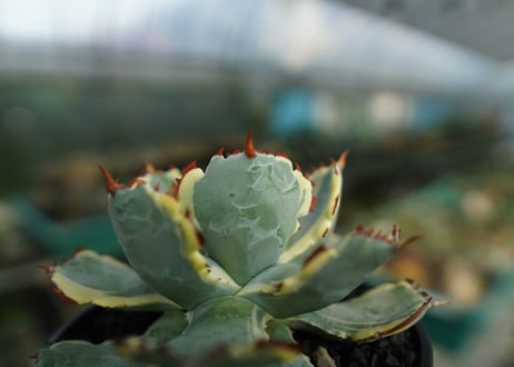 アガベ　兜蟹錦　連棘　Agave isthmensis “Kabutogani” variegata  No.4