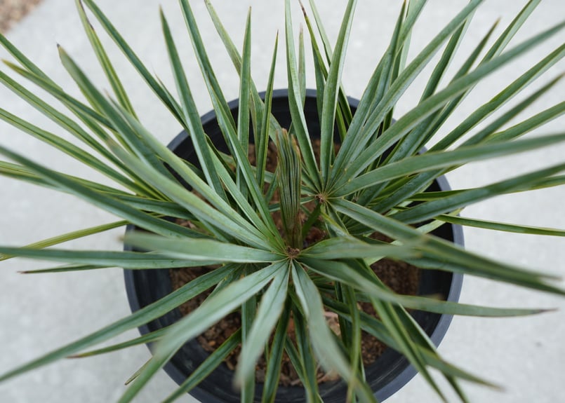 チャメロプス セリフェラ Chamaerops humilis var. Cerifera