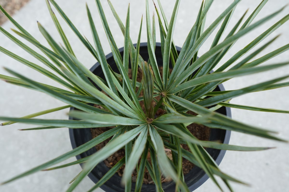 チャメロプス セリフェラ Chamaerops humilis var. Cerifera