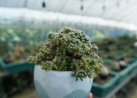 トリコディアデマ　デンサム　Trichodiadema densum