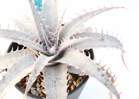 Dyckia  ML Red clone X delicata GF f1