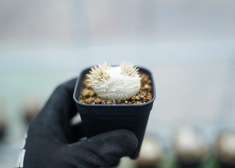 パキポディウム　レウコキサンツム　沖縄実生　No.1